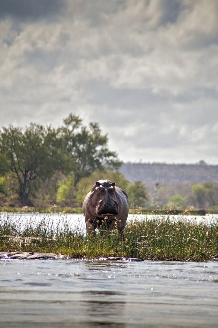 Azura Selous Hippo Guarding The Ruaha