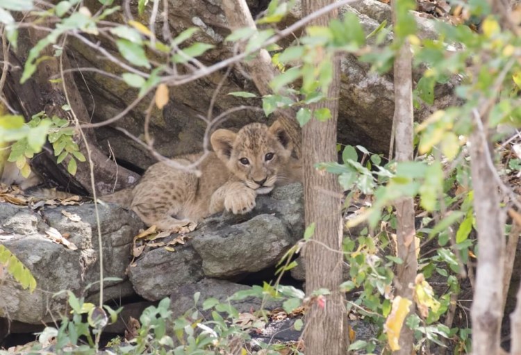 Azura Selous Lion Cub Hiding Among The Trees