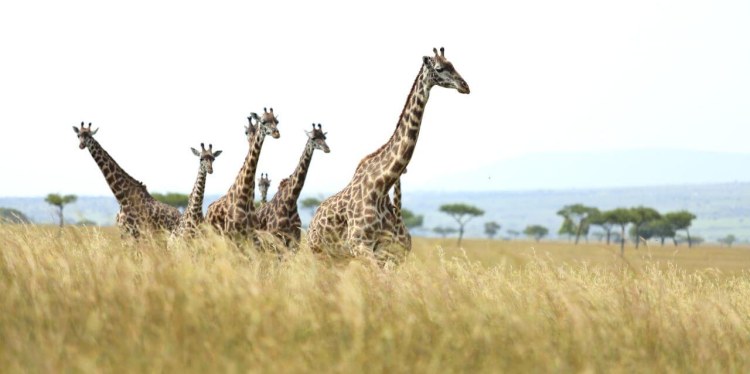 Angama Mara Giraffen