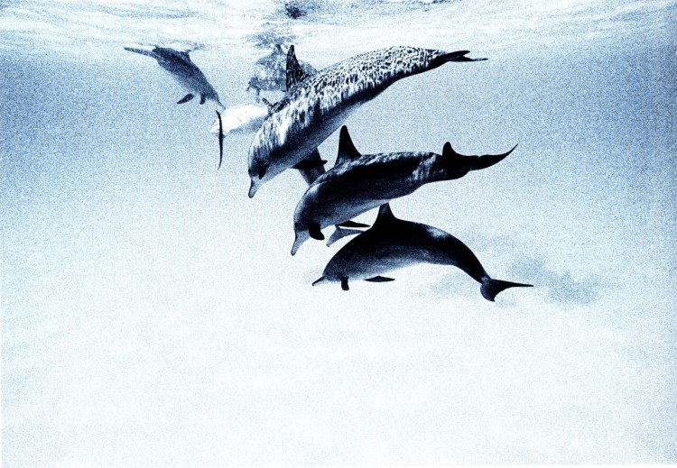 Comococoaisland Dolphins