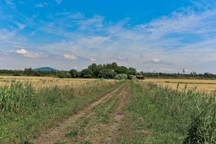 Casa Di Vigneto Luxus Ferienhaus Maremma Italien Mieten Feldweg