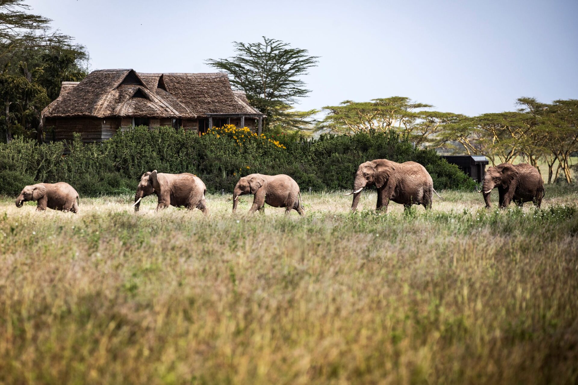 Family Garden Villa Luxus Safari Lodge Kenia Mieten Elefanten