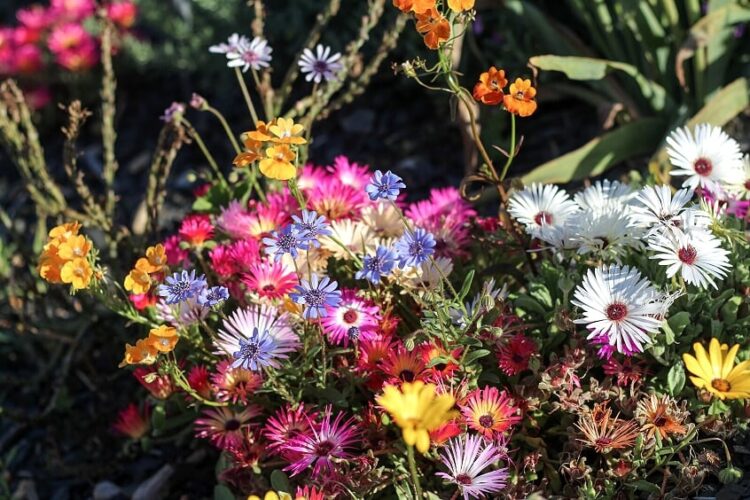 Fynbos Family House Luxus Ferienhaus Winelands Südafrika Blumen