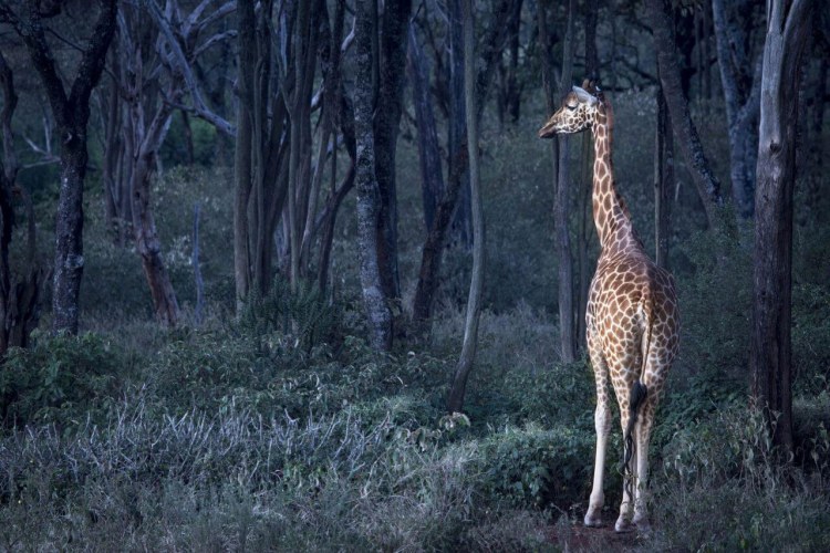 Giraffe Manor Wald