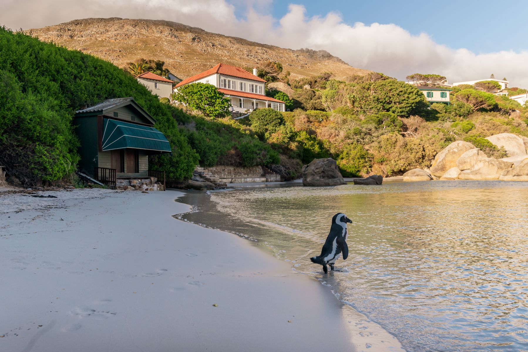 Heritage Home Luxus Ferienhaus Bei Kapstadt Mieten Pinguin