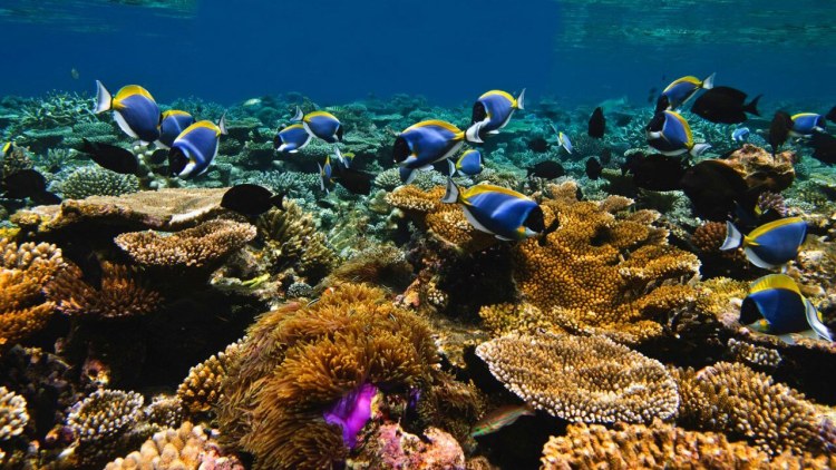 Jumeirah Dhevanufushi 11