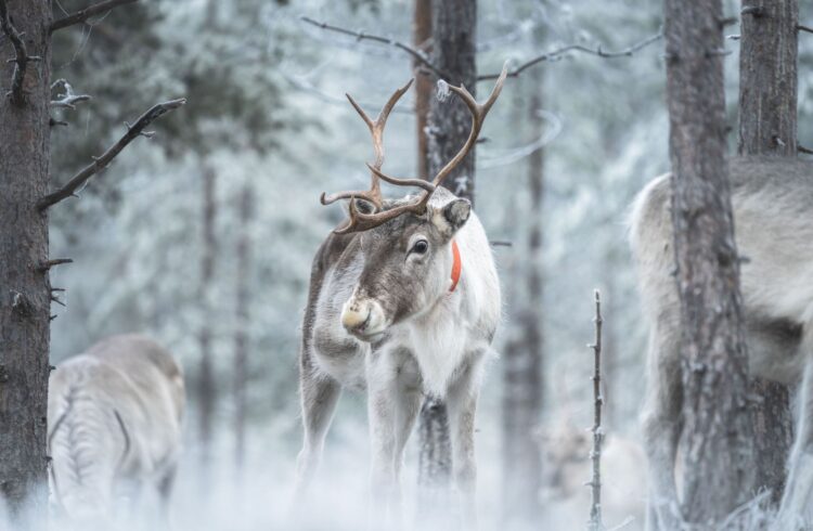 Lappland Luxus Villa Mieten Elche