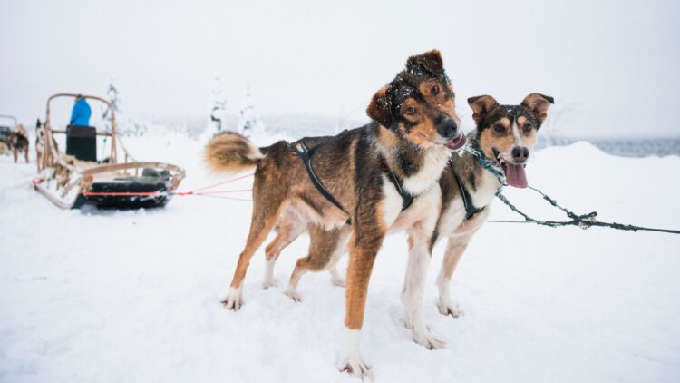 Lappland Luxus Villa Mieten Hundeschlitten