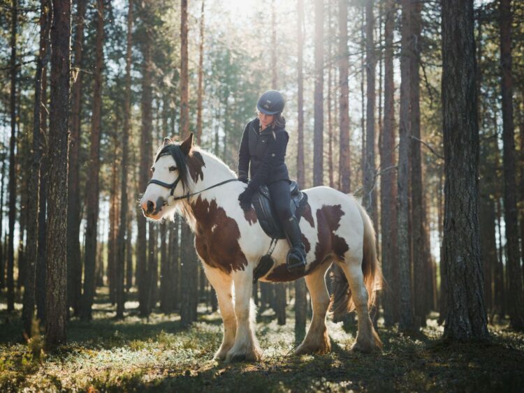 Lappland Luxus Villa Mieten Reiten