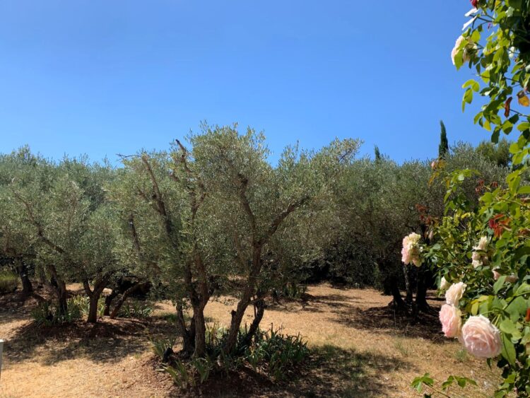 Le Beaux Jardin Luxus Ferienvilla Provence Mieten Blumen