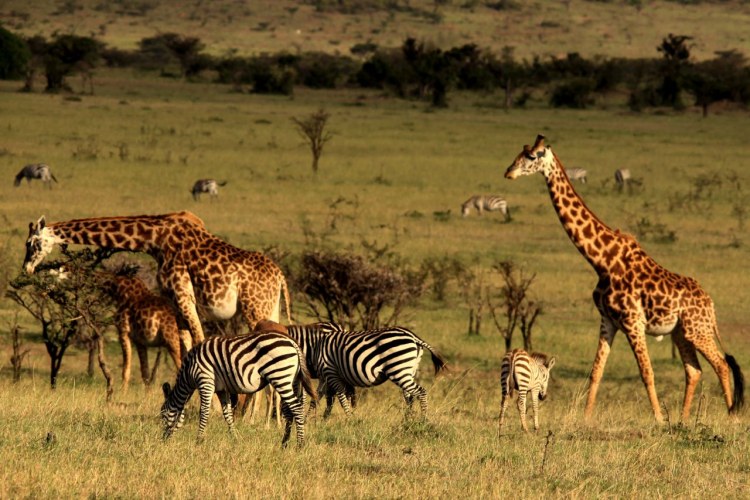 Mahali Mzuri Zebras Giraffen