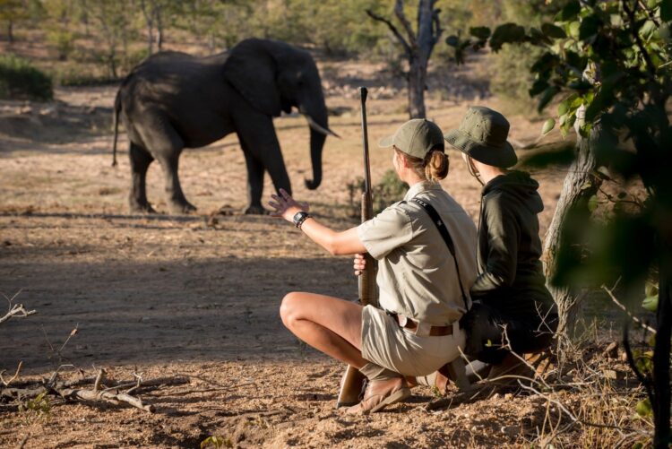 Ngala Family Villa Safari Lodge Südafrika Mieten Elefanten