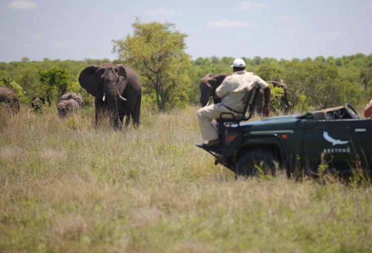 Ngala Family Villa Safari Lodge Südafrika Mieten Safari