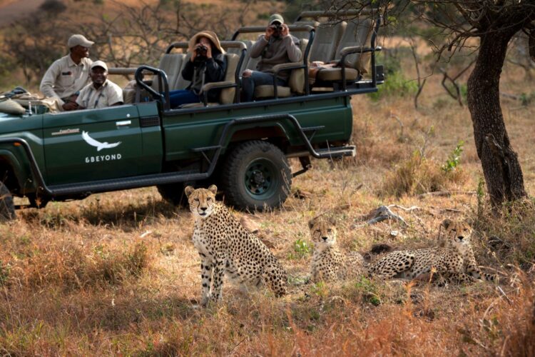Phinda Homestead Luxus Safari Villa Südafrika Gepard