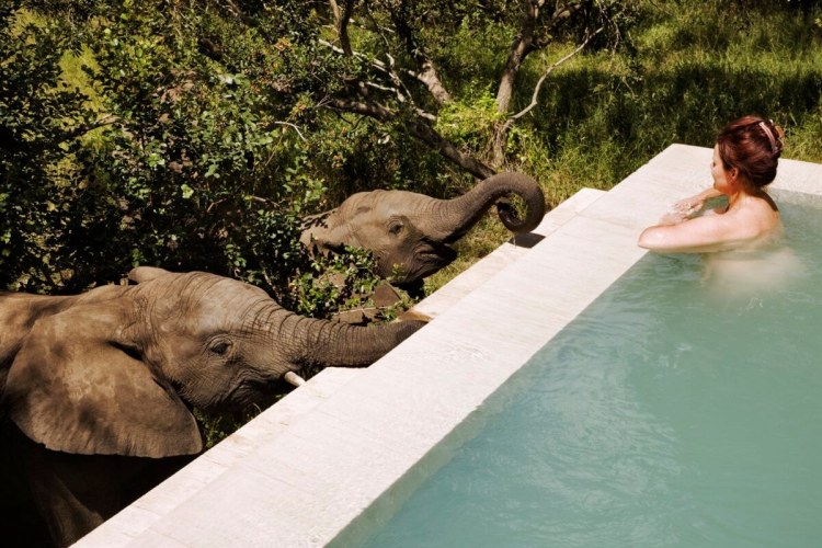 Exkluisve Safari-Lodge - Royal Malewane - Private Plunge Pool With Elephants