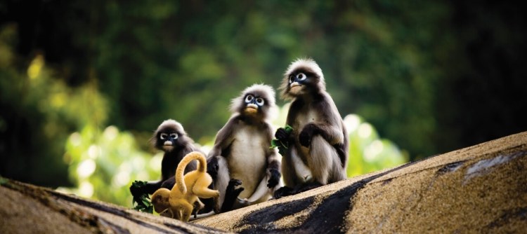 Spectacled Langur Family