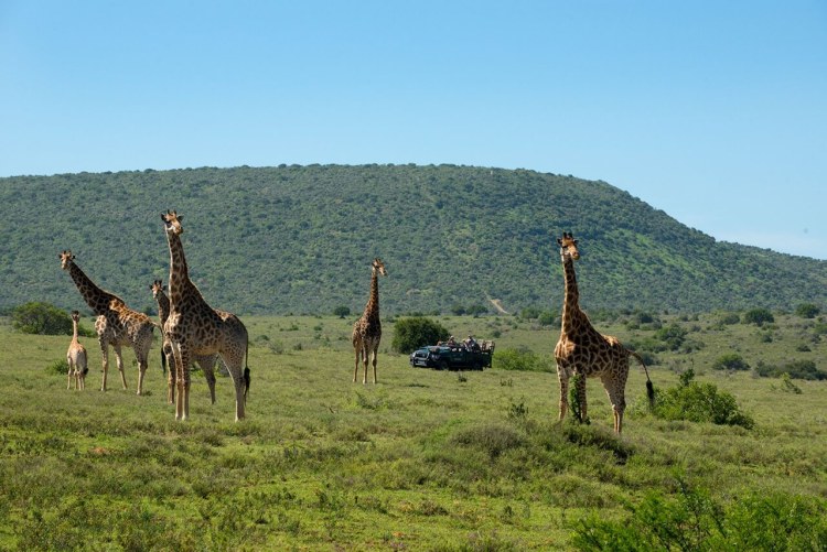 South Africa Kwandwe Private Game Reserve Great Fish River Lodge 21.kwandwe Giraffe Sighting On Game Drive