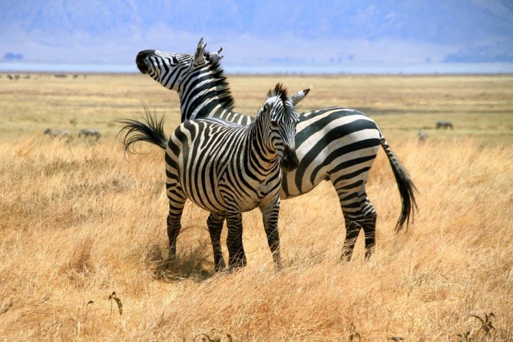 Africa; Tanzania; Sanctuary Ngorongoro Crater Camp
