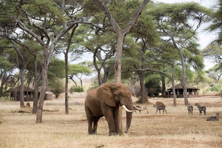 Africa; Tanzania; Sanctuary Swala; Elephants In The Camp