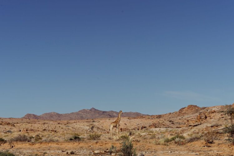 Sandfontein Lodge Namibia Luxus Lodge Mieten Giraffe
