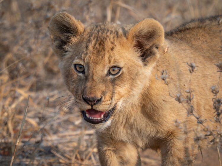 Scops Rest Bush Villa Luxus Lodge Südafrika Mieten Löwenbaby