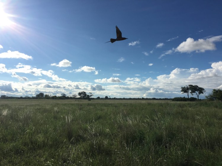 Selinda Camp (10)