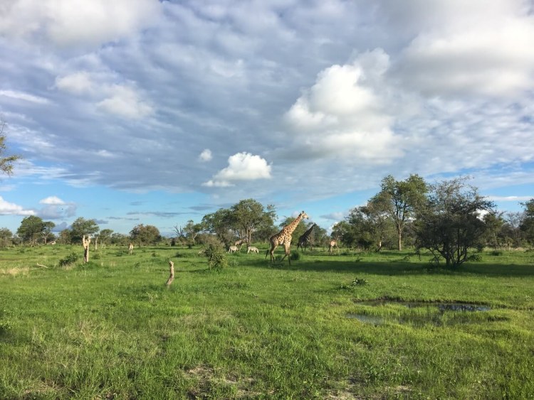 Selinda Camp (11)