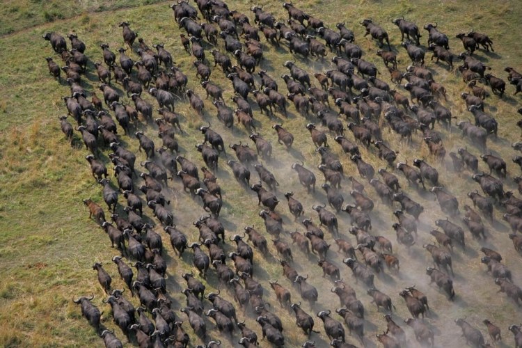 Selinda Camp (13)