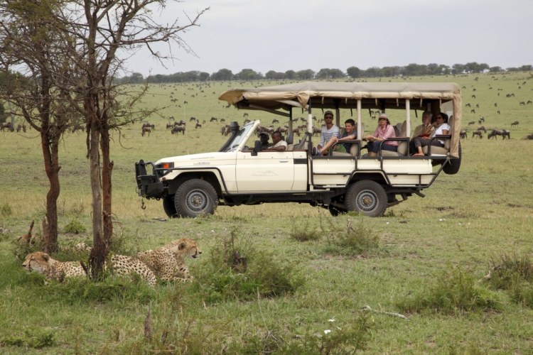 Serengeti Bushtops (11)