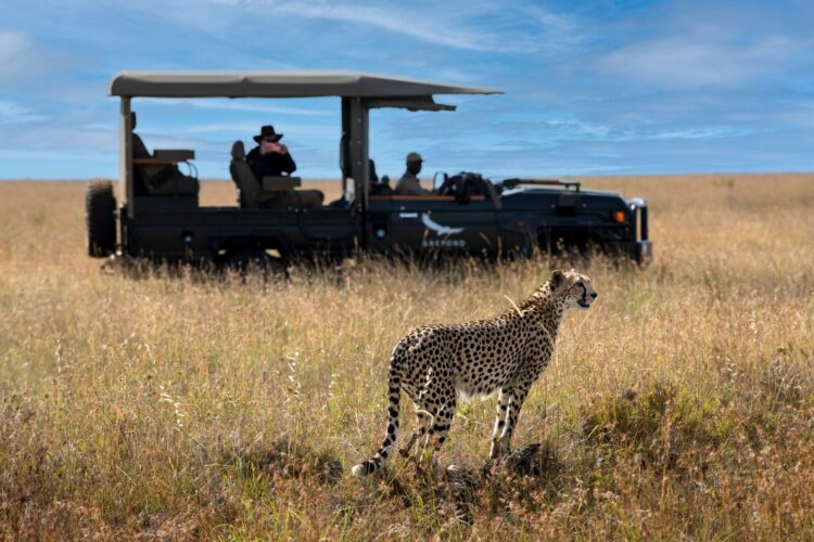 Suyian Homestead Luxus Safari Villa Kenia Mieten Cheetah
