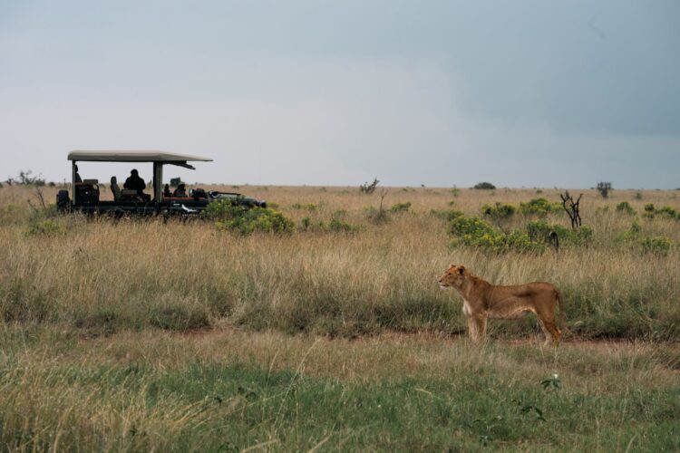 Suyian Homestead Luxus Safari Villa Kenia Mieten Löwe
