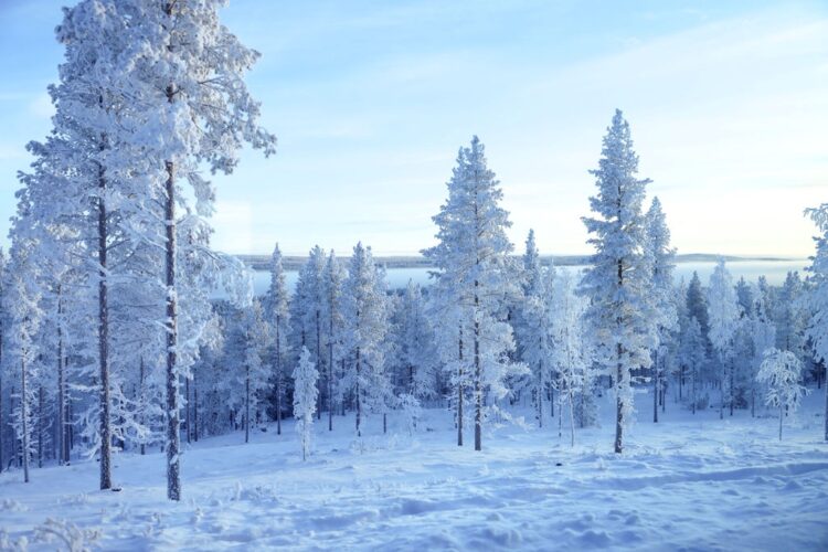 Taivas Villa Luxus Ferienhaus Lappland Mieten Natur