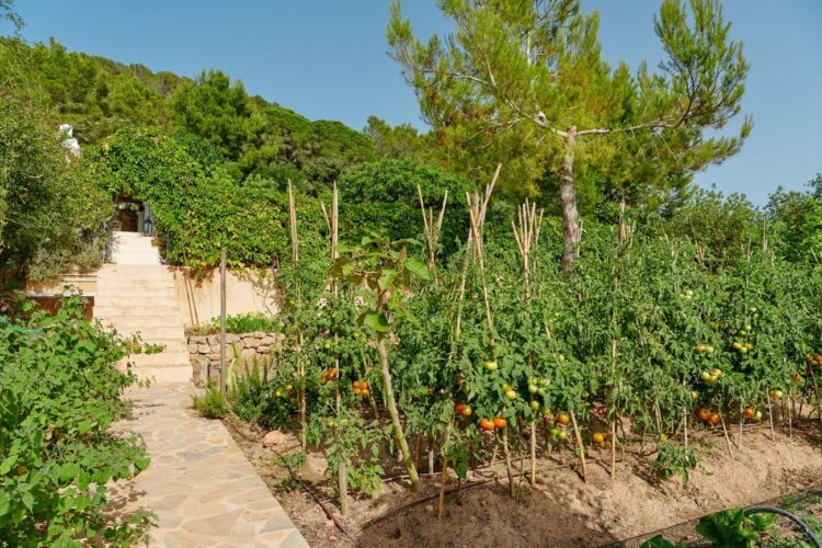 Villa Eulalia Luxuriöses Ferienhaus Ibiza Mieten Obst Und Gemüsebeet
