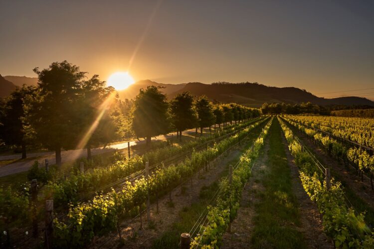 Vinyard Manor House Luxus Ferienhaus Winelands Südafrika Mieten Umgebung
