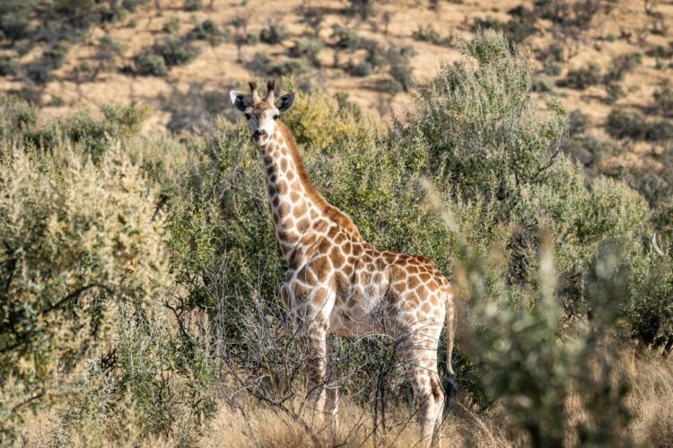 Waldeck Namibia Luxus Safari Lodge Afrika Mieten Giraffe