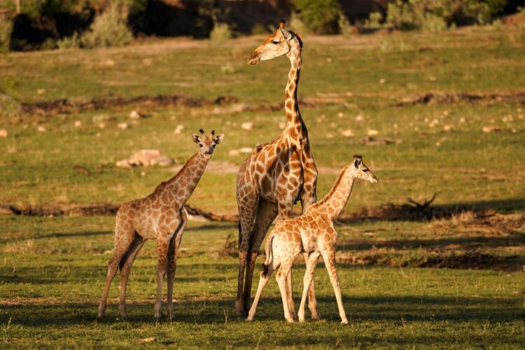 Waldeck Namibia Luxus Safari Lodge Afrika Mieten Giraffen