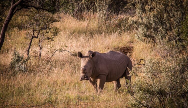 Waldeck Namibia Luxus Safari Lodge Afrika Mieten Nashorn