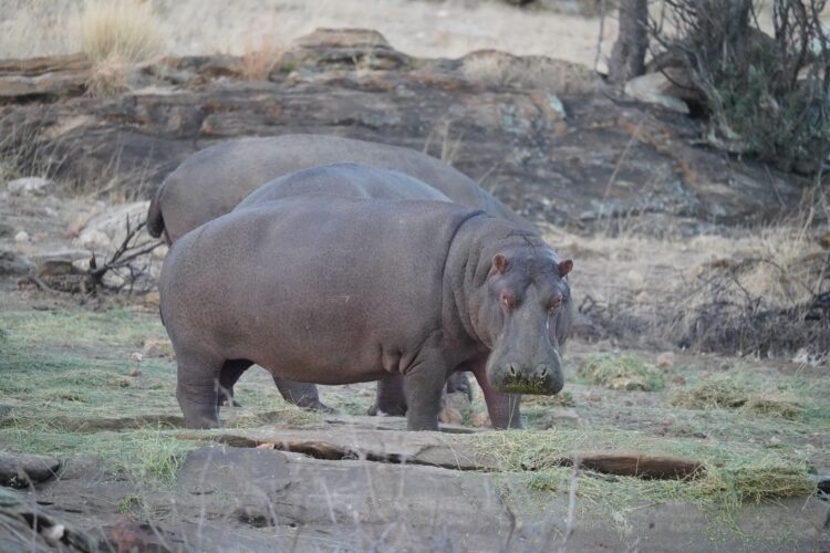 Waldeck Namibia Luxus Safari Lodge Afrika Mieten Nilpferde