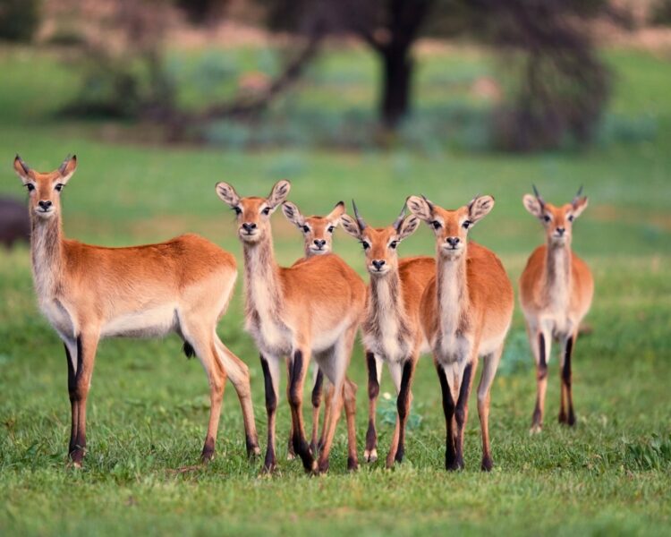 Waldeck Namibia Luxus Safari Lodge Afrika Mieten Rehe