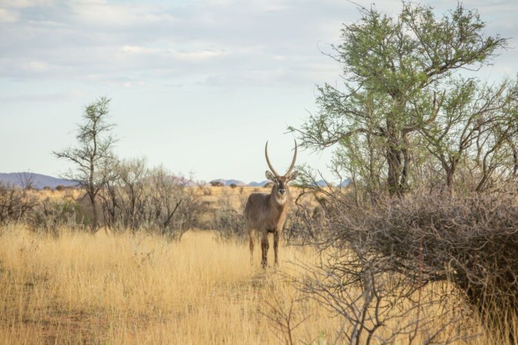 Waldeck Namibia Luxus Safari Lodge Afrika Mieten Tiere