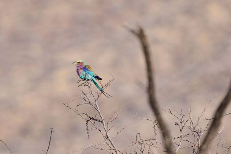 Waldeck Namibia Luxus Safari Lodge Afrika Mieten Vogel