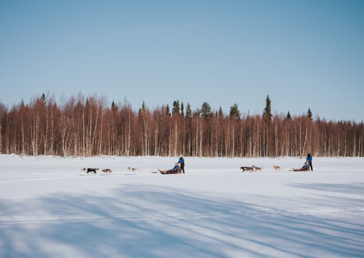 Wilderness Lodge Luxus Ferienhaus Lappland Mieten Huskys