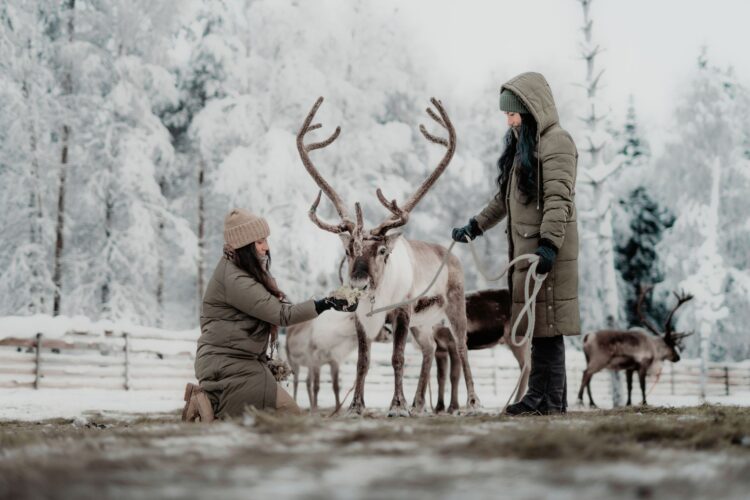 Wilderness Lodge Luxus Ferienhaus Lappland Mieten Rentiere