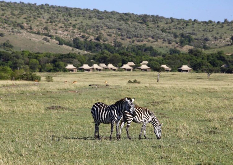 Andbeyond Kichwa Tembo Tented Camp Zebras