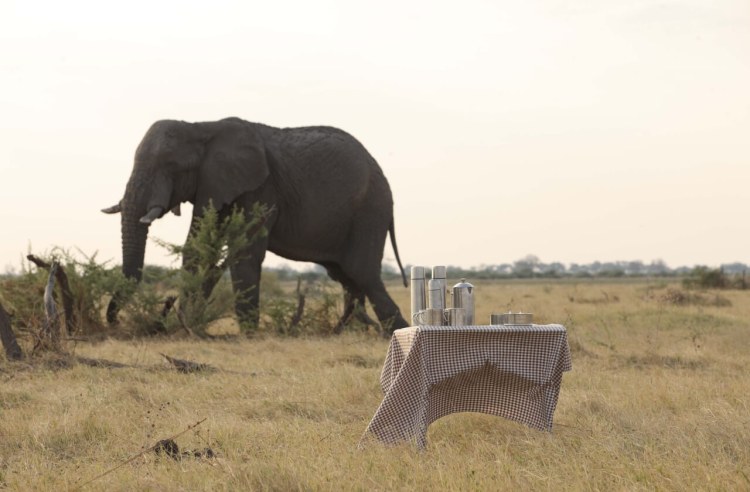 Savute Under Canvas Elephanthotbox4.jpg