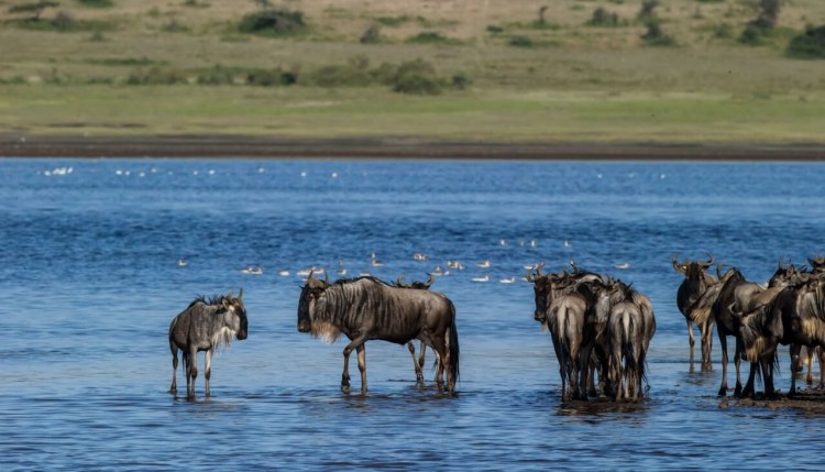 Great Migration Wildebeest Standing In Water.jpg