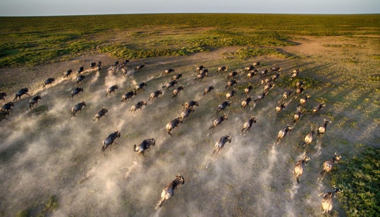 Close Up Aerial Wildebeest Great Migration.jpg