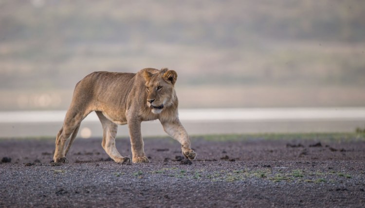 Lion In Tanzania On A Andbeyond Safari.jpg