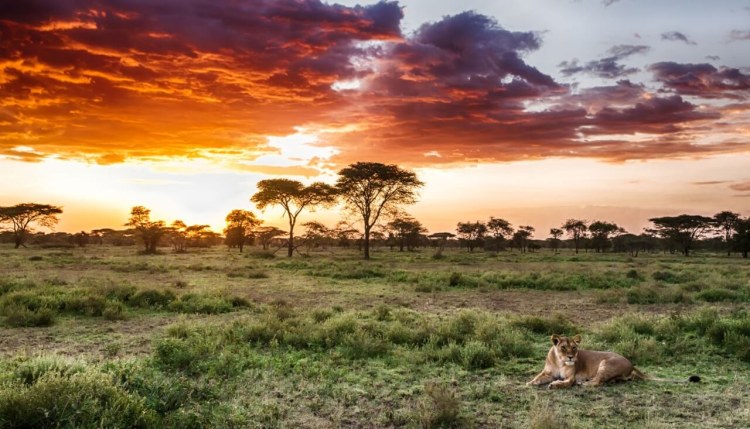 Lion And Sunset On A Tanzania Safari.jpg