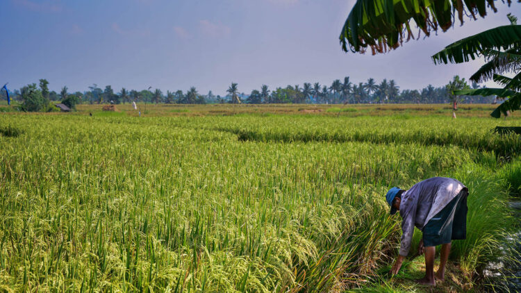 Reisterrassen Bali Seseh Beach Villa Ii Umgebung